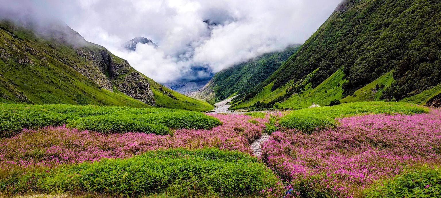 Valley of Flowers National Park