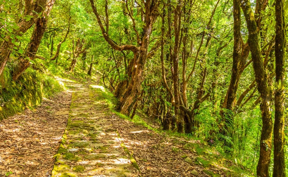 Binsar Wildlife Sanctuary photo 2